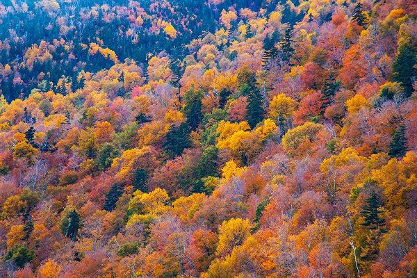 Gulin, Sylvia 아티스트의 USA-New Hampshire-New England Fall colors on hillsides along highway 16 north of Jackson작품입니다.